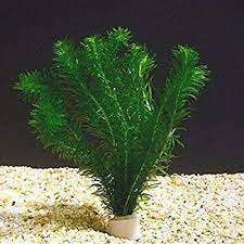 Amazon Com Anacharis Egeria Elodea Densa Beginner Tropical Live Aquarium Plants Java Moss Home Kitchen Aquaponics System Aquaponics Pond Plants