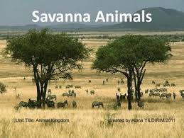 Savanna Animals Savanna Biome Savanna Animals Savannah Chat