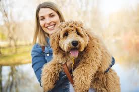 The poodle is a dog breed that comes in three varieties: Irish Doodle What Is An Irish Doodle
