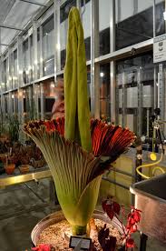 Ground Up: Growth at UCSB's Greenhouse