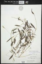 Image result for Arthraxon hispidus