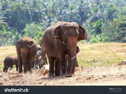 Image result for pinawella