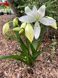 Image result for Crinum jagus