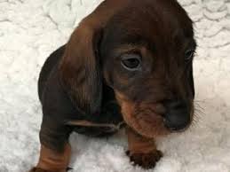 How much does a dachshund puppie cost? How Much Is A Dachshund Puppy In Uk