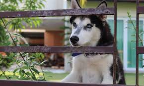 If you decide to get a husky make sure you can secure it with a traditional fence for it's own safety or combine the invisible fence with a kennel. Do Huskies Need A Fenced Yard Escape Solutions My Happy Husky