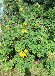 Image result for Tithonia diversifolia
