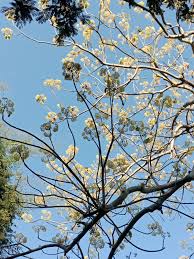 Image result for Hernandiaceae