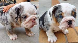 All of our english bulldog puppies for sale are champion sired utilizing the. English Bulldog Puppies Stolen From North Hollywood Family Abc7 Los Angeles