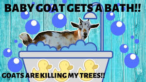 Goats are, hands down, one of my absolute favorite animals. Baby Nigerian Dwarf Goat Gets A Bath Help The Goats Are Killing My Trees What Do We Do Youtube