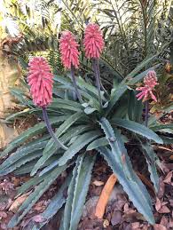 Image result for Veltheimia