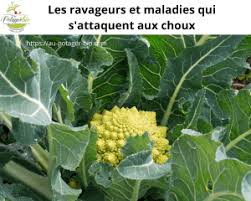 Les Ravageurs Et Maladies Qui S Attaquent Aux Choux Choux Chou Pomme Choux De Bruxelles