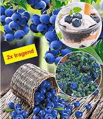Kletter Erdbeere Hummi Und Dekorativer Rankturm 1 Set Gunstig Online Kaufen Mein Schoner Garten Shop Heidelbeeren Pflanzen Pflanzen Heidelbeeren