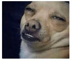 Chihuahua Meme