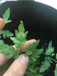 Sago palm is deficient in nutrients. Are These Spots On My Baby Tomato Plants Windburn Or Fungus Gardening Garden Diy Home Flowers Roses Nature Landscap Plants Baby Tomatoes Tomato Plants