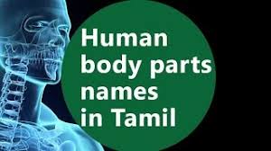 From head to toe, the external body has so many parts and every language has a set of names to describe them. Basic Level Part 7 Tamil Pronunciation Of The Human Body Parts Youtube