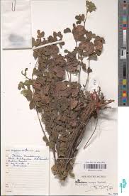 Image result for Humularia