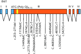 The generalist network was launched in january 1954 and broadcasts in standard definition (576i); Rai1 Gene And Mutations The Genomic Structure Of The Rai1 Gene With Download Scientific Diagram
