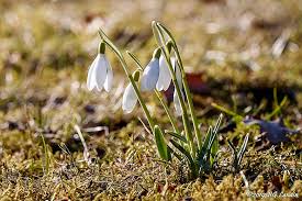 Bildresultat fÃ¶r vÃ¥rblomma