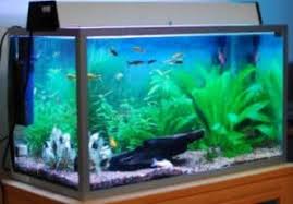 Berbeda dengan aquarium toples yang bisa dibilang harganya memang sedikit mahal. 8 Cara Membersihkan Akuarium Kotor Yang Benar Secara Alami Rumahlia Com