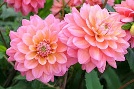 Image result for Dahlia