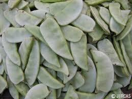 Image result for Lablab