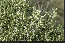 Image result for Halosarcia