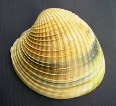 Image result for Austrosynotis rectirama