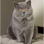 British shorthair cattery | United States | British ...