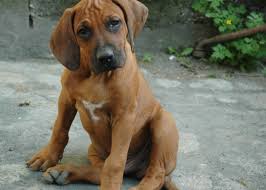 We did not find results for: Rhodesian Ridgeback Welpen Und Kaufberatung Zucht Mit Tradition