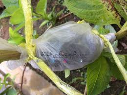 Bagaimana cara pengolahan manisan mangga tersebut? Cara Mudah Tut Pokok Blog Sihatimerahjambu