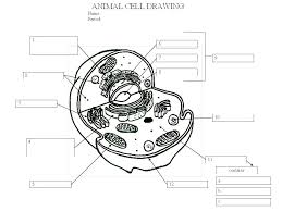 Cellsplant and animal cells diagrams give you two quick blank cell diagram printables to add to your cells unit. Cell Drawing Complete The Structure Function Table Then Label All The Parts Inside The Cell 50pts 31pts Structures Functions 19pts Accurate Cell Ppt Download