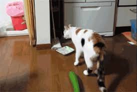 4 条消息 为什么猫的反应速度比人快 但是逗猫的时候看不出来 知乎 cats cats vs cucumbers cat and dog videos