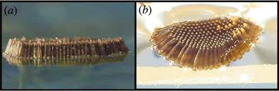 Mosquitoes lay their eggs in standing, stagnant water. 13 Views Of Mosquito Egg Rafts Floating At An Air Water Interface The Download Scientific Diagram