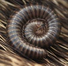 Image result for Cylindropsis