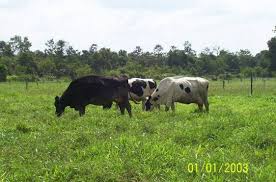 Image result for Stylosanthes guianensis