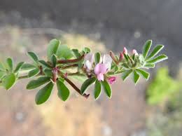 Image result for Lotus mlanjeanus