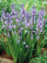 Image result for Scilla achtenii