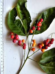 Image result for Allophylus