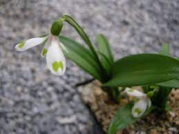 Visiting A Snowdrop Collection Bulbous Plants Vitamins For Energy Optimum Nutrition