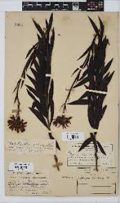 Image result for Callilepis laureola