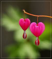 Bleeding Heart Bleeding Heart Flower Bleeding Heart Bleeding Hearts