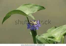 Image result for Monochoria