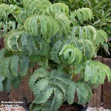Image result for Melianthus major