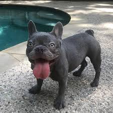 After many years of research we finally added french bulldogs to our family. Bluecoat French Bulldogs Ask Frankie Breeder Directory