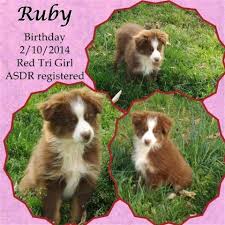 Cavapoo puppies for sale under $500. Miniature Australian Shepherd Aussie Asdr Puppies For Sale In Richmond Virginia Classified Americanlisted Com