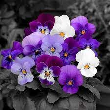 Oncelikle Takip Edeceklerden Ozur Dilerim 100 Kisiden Fazlasini Takip Etmiyorum Bu Sizleri Begenmedigim Anlamina Gelmiyor Pansies Flowers Viola Flower Pansies