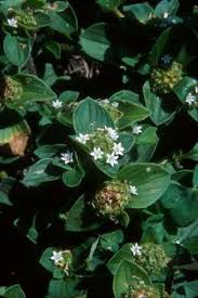 Image result for Richardia scabra