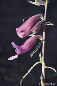 Image result for Sesamum angustifolium