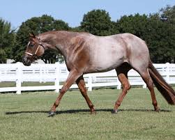 Search for the number of horses according to your selections using the pulldown menus. The Roan Quarter Horse Color Asset Publisher