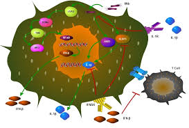 Ijms Free Full Text Ifn B A Contentious Player In Host Pathogen Interaction In Tuberculosis Html